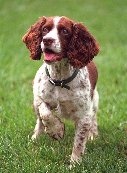 SPANIEL SARITOR ENGLEZ
